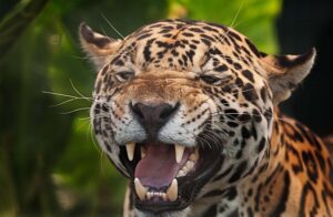 Animaux de la forêt amazonienne